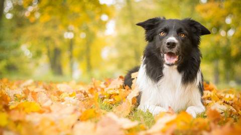 Köpek Eğitimi