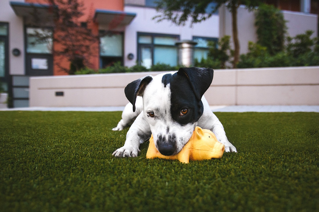 Yeşilpınar Köpek Oteli