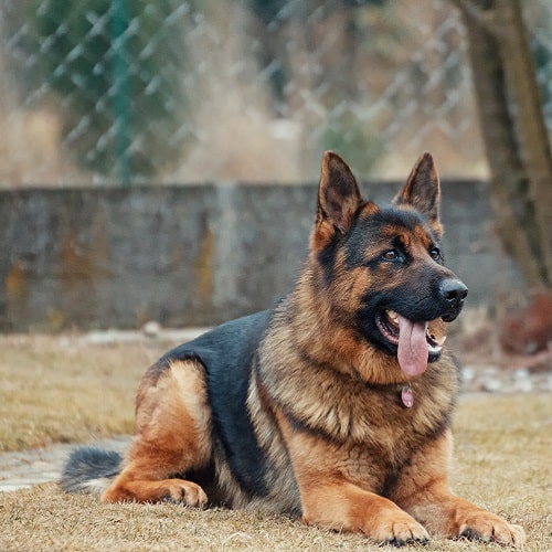 Köpek Eğitimi