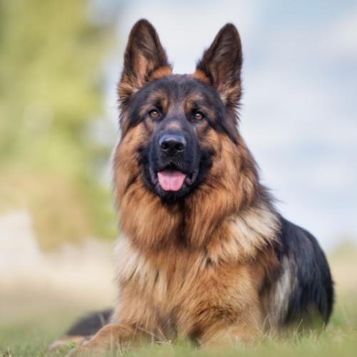 Ankara Köpek Eğitimi Merkezi