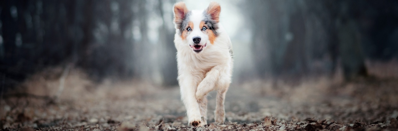 Border Collie Eğitimi ve Irk Özellikleri