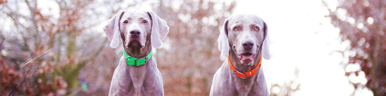 Dişi Köpek mi Erkek Köpek mi Tercih Edilmeli?