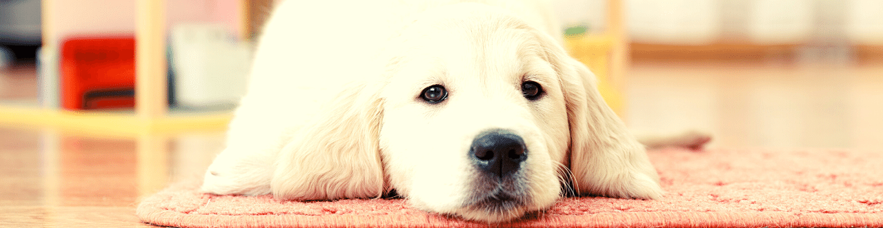 Golden Retriever Eğitimi ve Irk Özellikleri