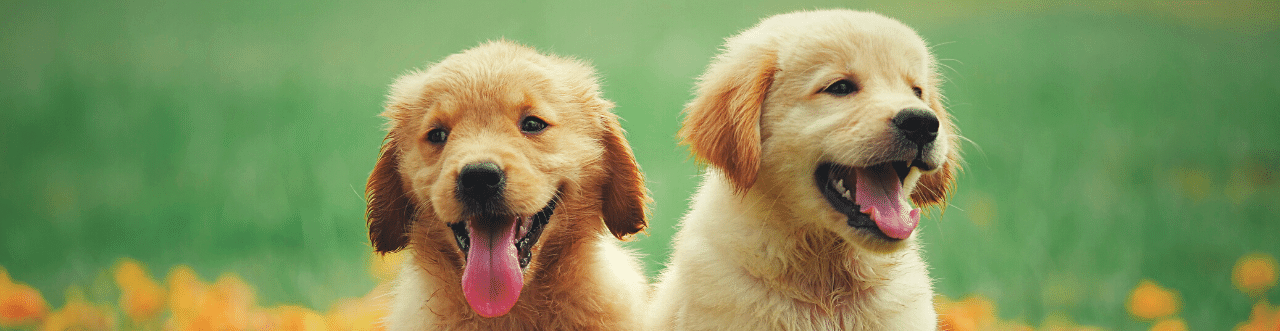 Golden Retriever Eğitimi ve Özellikleri