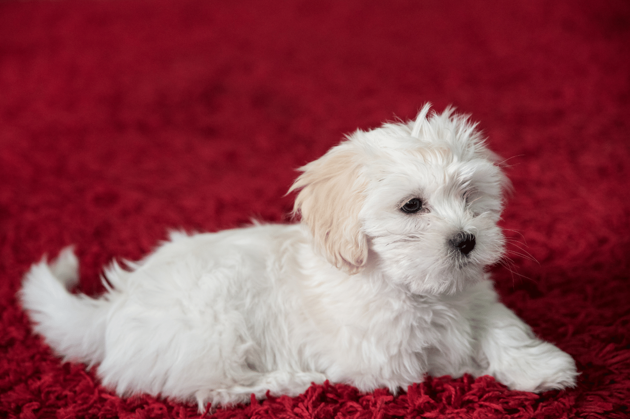 En Sevimli Köpek; Maltese Terrier Eğitimi ve Özellikleri