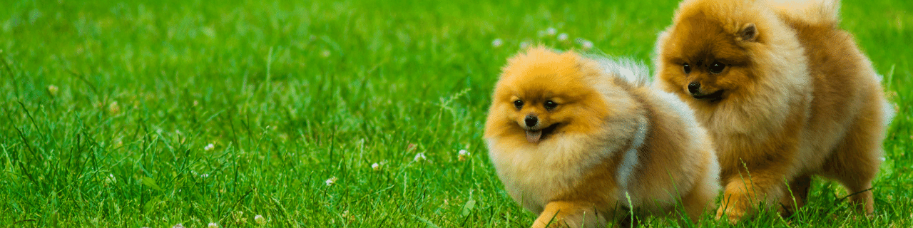Pomeranian Boo Eğitimi ve Irk Özellikleri