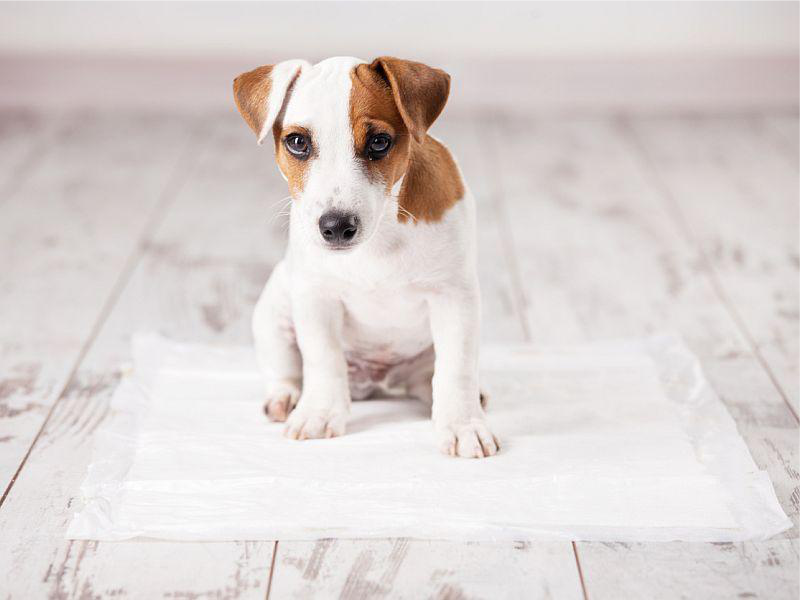 Yavru Köpek Tuvalet Eğitimi