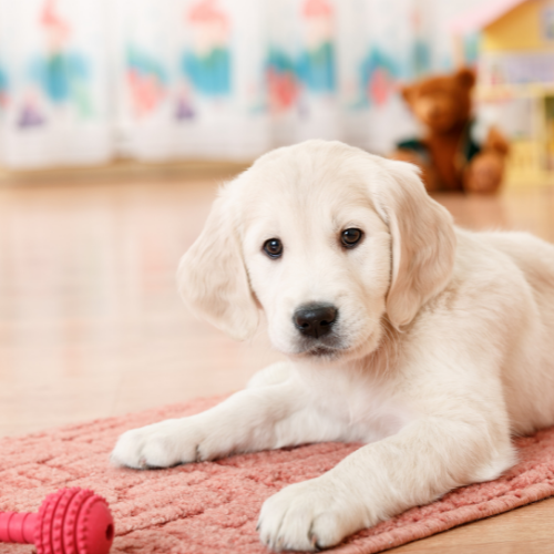 Yavru Köpek Tuvalet Eğitimi